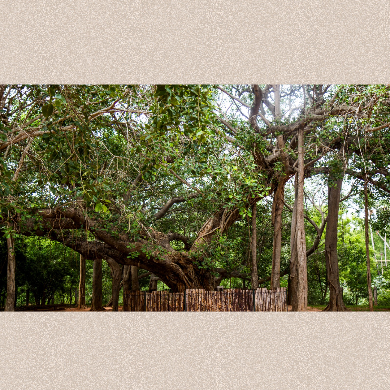Life design session in Auroville